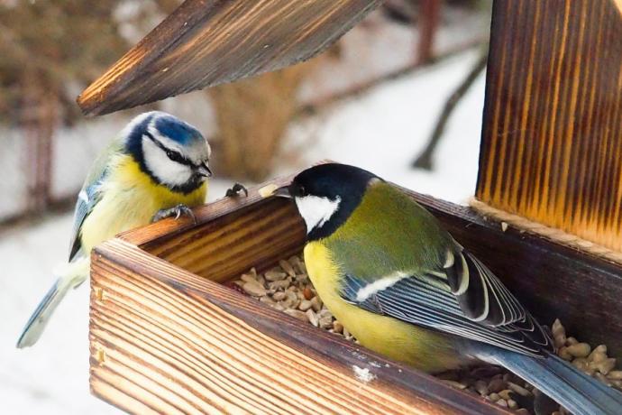 Fabriquer un nichoir pour les oiseaux du jardin - La Gazette Bio