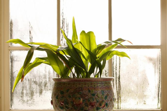 Ces 5 plantes absorbent l'humidité dans la maison !
